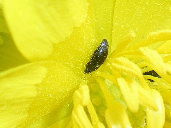 Nitidulidae - Meligethes sp.